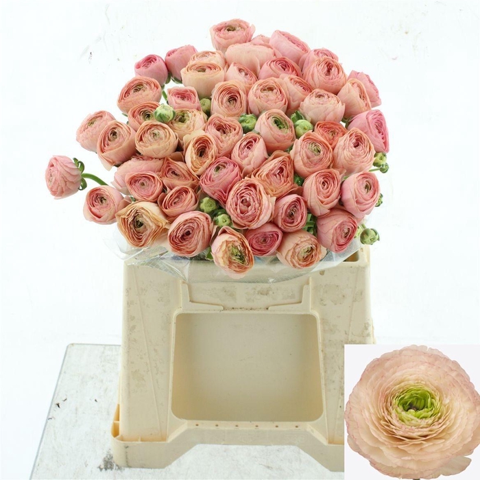 <h4>RAN SU TUAREG</h4>