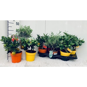 Algarve Mix Citrus & Olea medi-stem