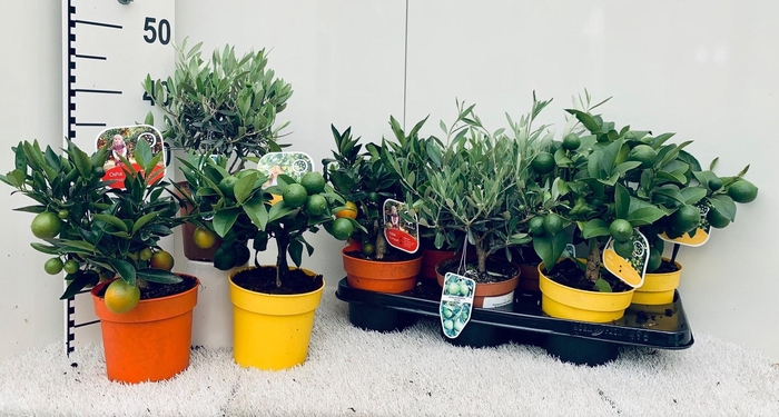 <h4>Algarve Mix Citrus & Olea medi-stem</h4>