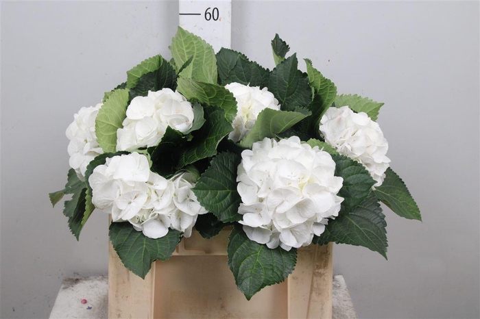 <h4>Hydr M Schneeball</h4>