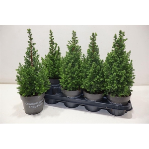 arr8 Cham Th Top Point