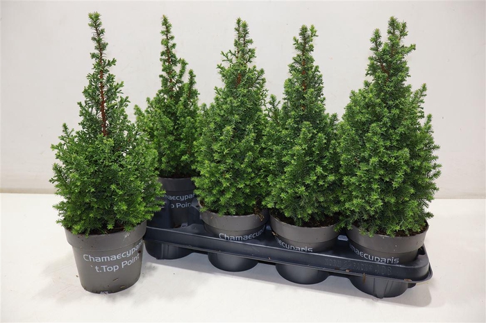 <h4>arr8 Cham Th Top Point</h4>