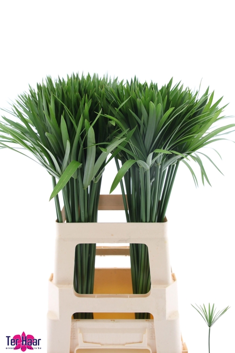 <h4>Decogroen Groot Blad</h4>