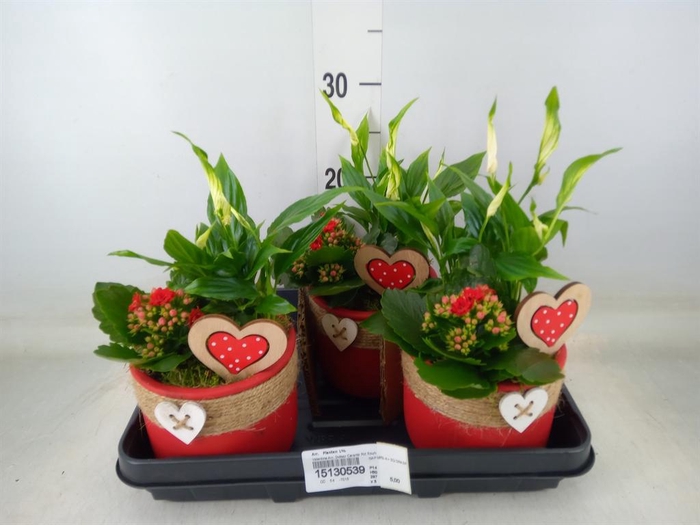 <h4>Arr. Planten L%</h4>