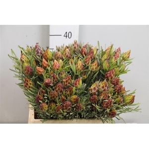 Leucad Rubrum