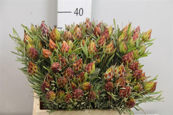 Leucad Rubrum