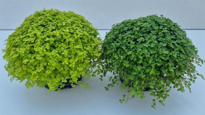 <h4>Soleirolia so gemengd</h4>