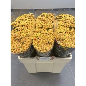 CHR SAN MA TY SUNRISE