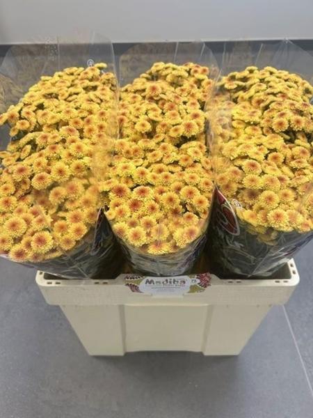 <h4>CHR SAN MA TY SUNRISE</h4>