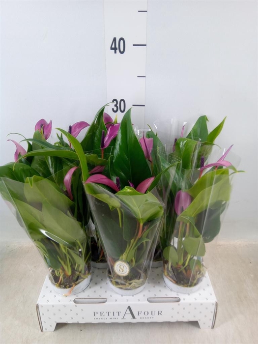 <h4>Anthurium  'Zizou'</h4>