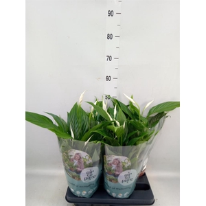 Spathiphyllum  'Pearl Cupido'