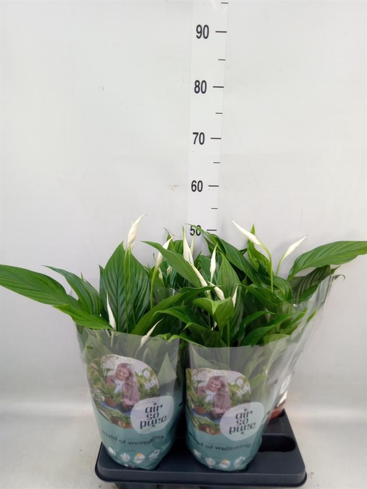<h4>Spathiphyllum  'Pearl Cupido'</h4>