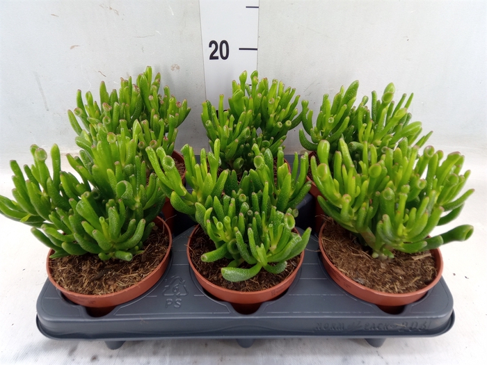 <h4>Crassula ovata 'Hobbit'</h4>