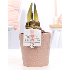 Hippeastrum pink in P&PURE Juliette ceramics pink