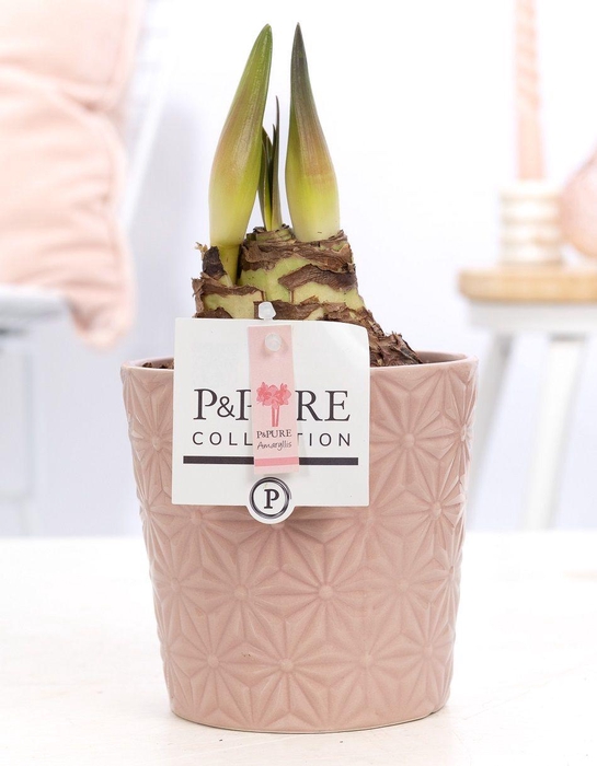 <h4>Hippeastrum pink in P&PURE Juliette ceramics pink</h4>