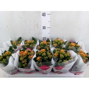 Kalanchoe  'Acheron'