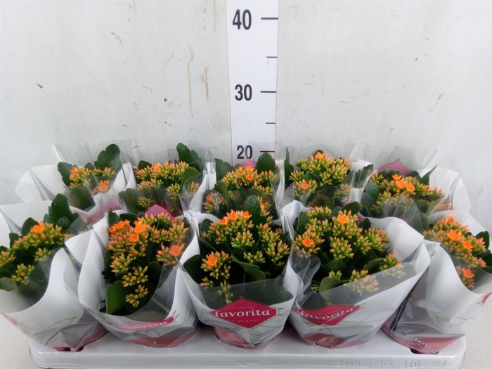 <h4>Kalanchoe  'Acheron'</h4>