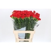 Dianthus St Arona