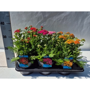 Achillea millef.