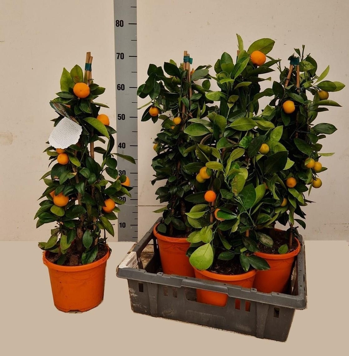 <h4>CITR MICROCARPA</h4>