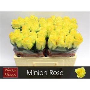 R Gr Minion Rose