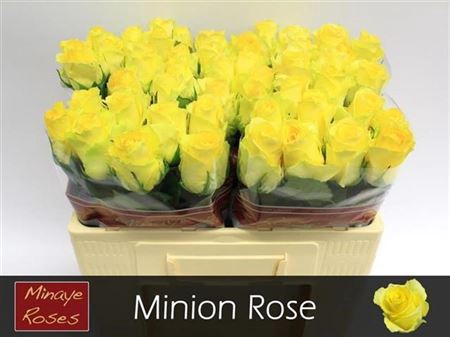 <h4>R Gr Minion Rose</h4>