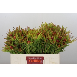 Leucadendron Ayoba Cherry Pearl
