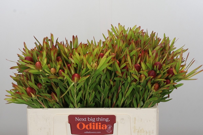 <h4>Leucadendron Ayoba Cherry Pearl</h4>