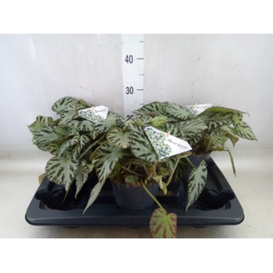 Begonia BD 'Silver Jewell'