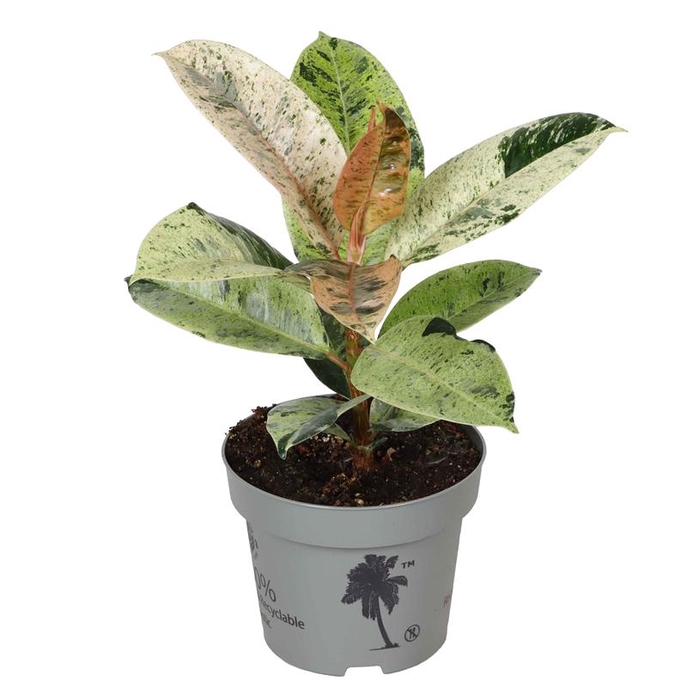 <h4>FICUS ELASTICA P12 SCHRIJVERIANA</h4>