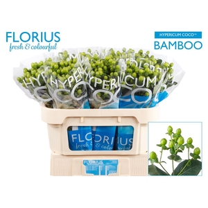 Hyp Coco Bamboo Florius