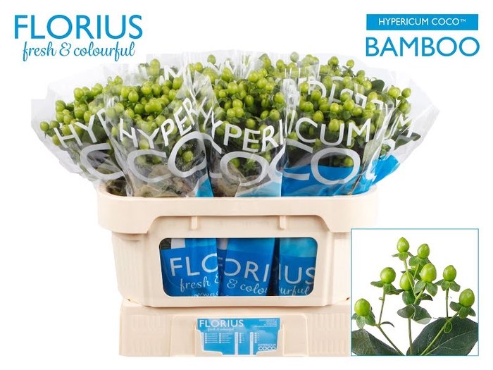 <h4>Hyp Coco Bamboo Florius</h4>