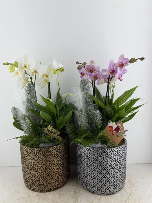 <h4>Arr (5) Phal Keram. Goud Silver</h4>