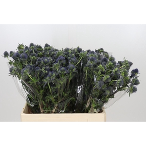 Eryngium Magical Grand Lagoon