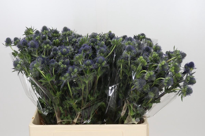 Eryngium Magical Grand Lagoon