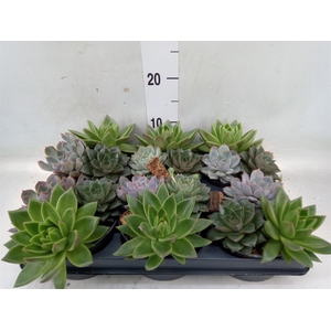 Echeveria   ...mix