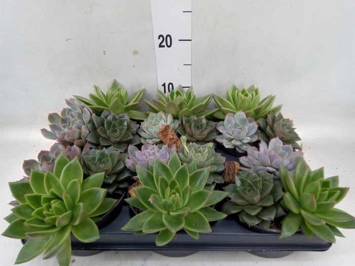 <h4>Echeveria   ...mix</h4>