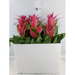 Bromelia   ...mix