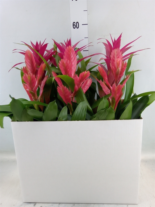 <h4>Bromelia   ...mix</h4>