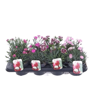Dianthus caryophyllus mix