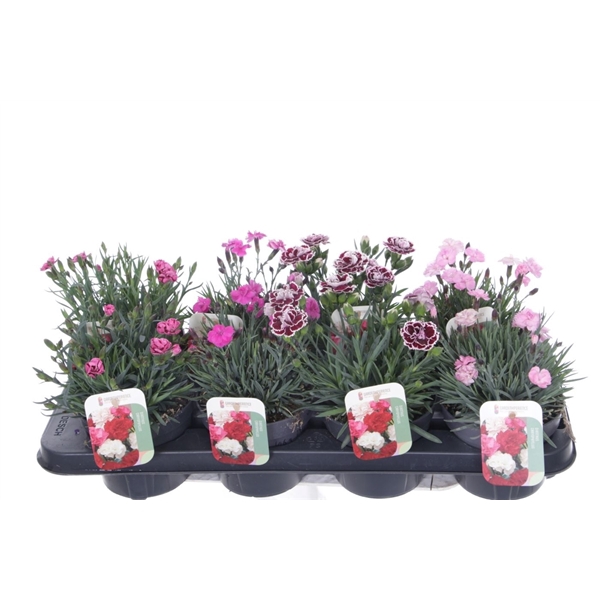 <h4>Dianthus caryophyllus mix</h4>