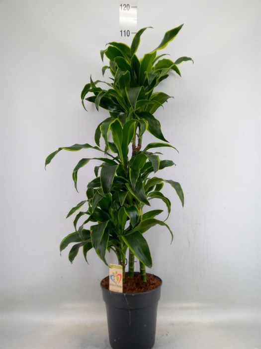 <h4>Dracaena frag. 'Dorado'</h4>