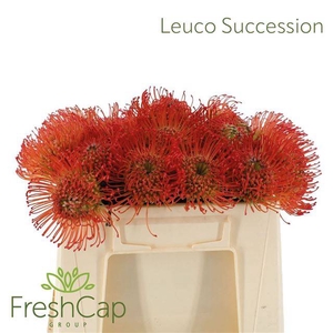 LEUCO CO SUCCESSION