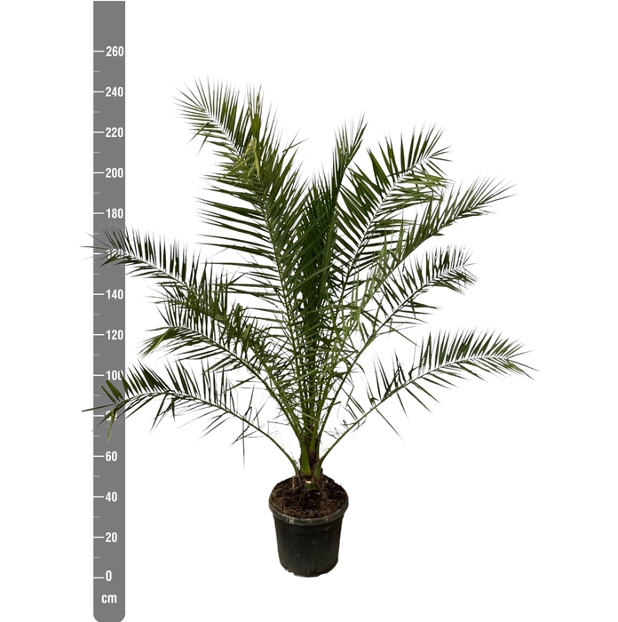 <h4>PHOENIX CANARIENSIS</h4>