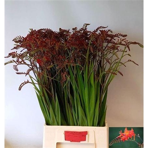 Crocosmia Lucifer 85cm