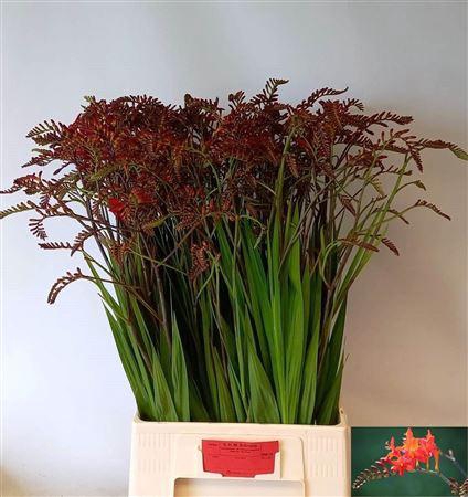 <h4>Crocosmia Lucifer 85cm</h4>