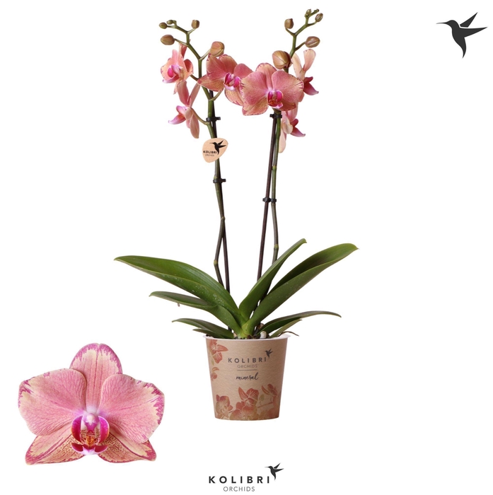 <h4>Kolibri Orchids Jewel Phalaenopsis Pirate Picotee 2spike</h4>