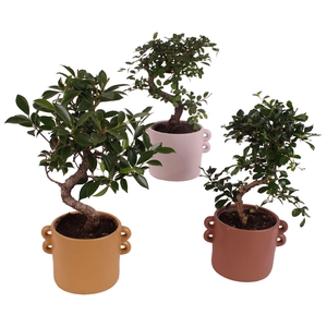 Bonsai Indoor Mix Ø12cm S-Shape in Ø 17cm Ceramic EV562