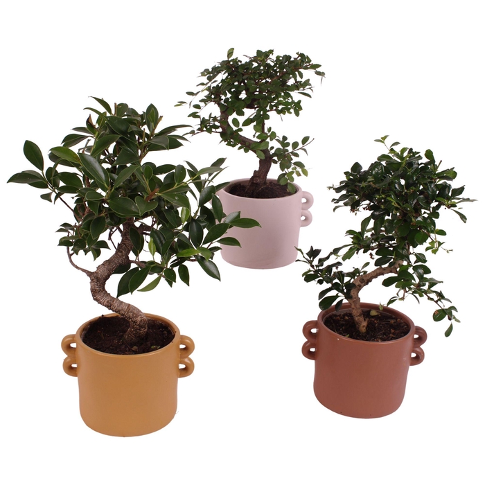 <h4>Bonsai Indoor Mix Ø12cm S-Shape in Ø 17cm Ceramic EV562</h4>