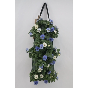 Viola corn. 'Evo Mini YTT'